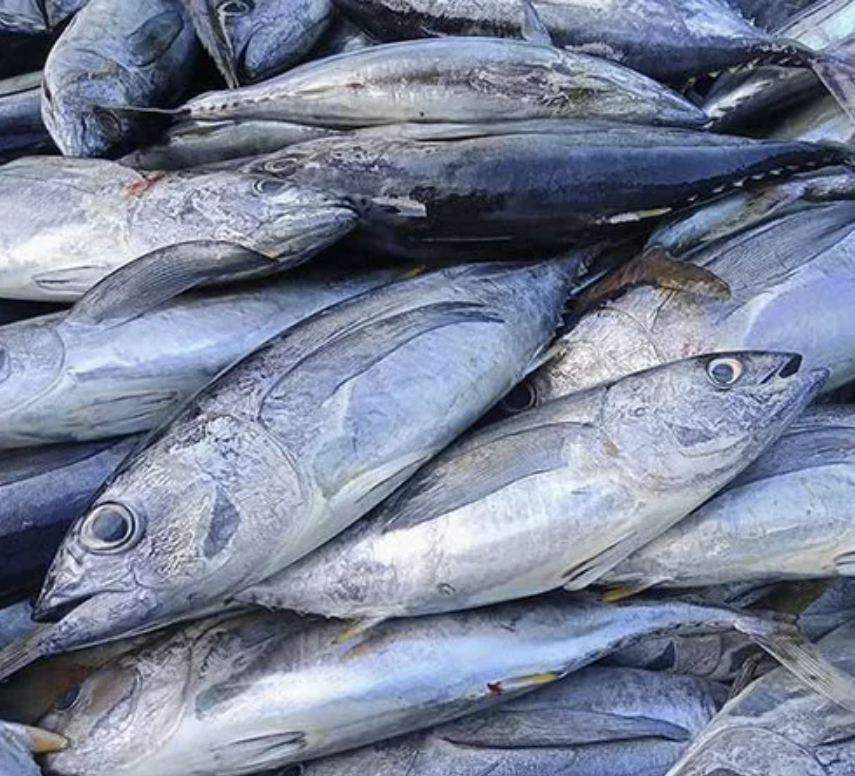 Ikan Cakalang Segar Grade A