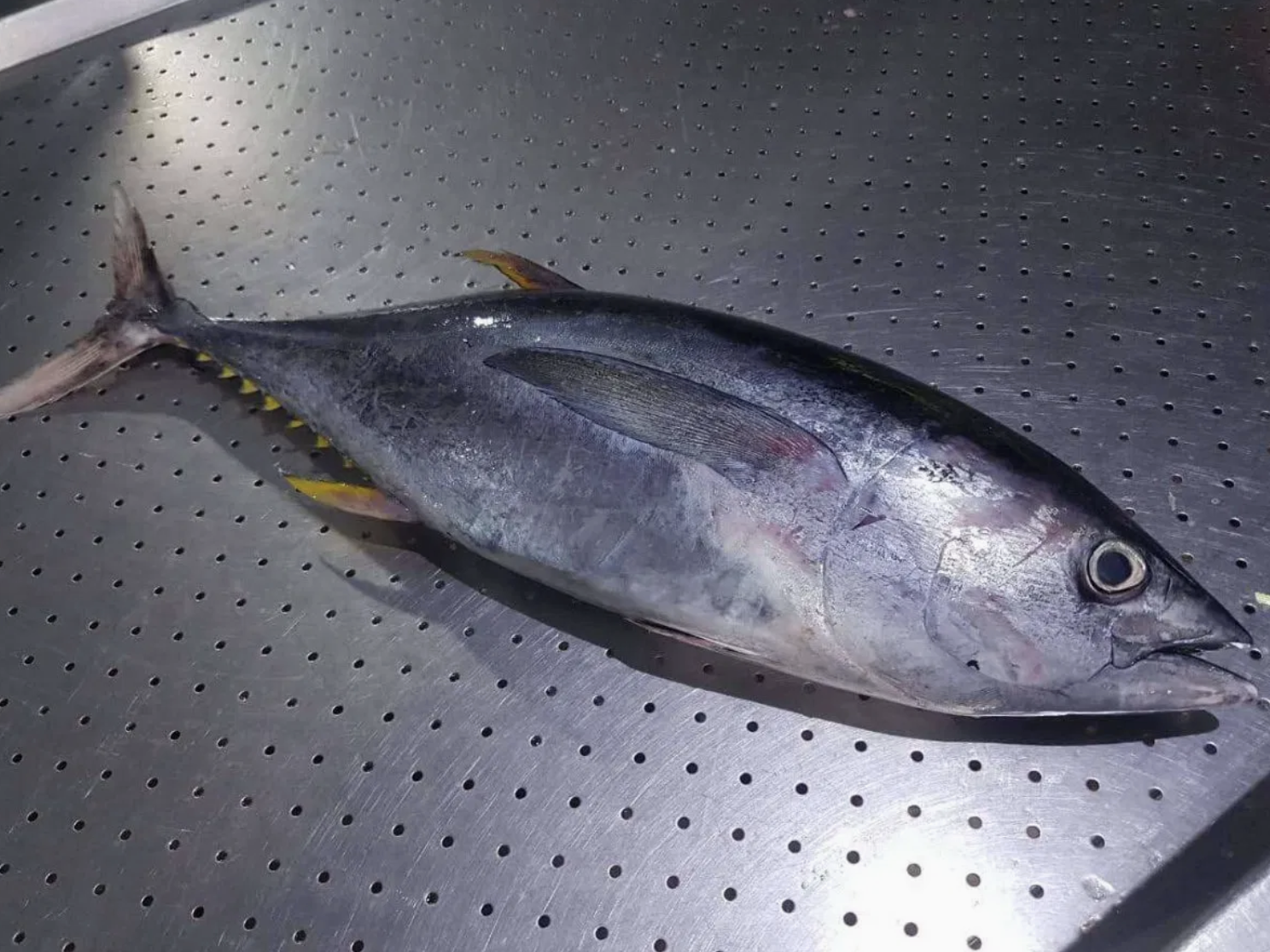 Ikan Tuna Segar Grade A